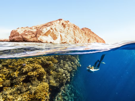 Championing Ocean Conservation: The Pioneering Work of Reef Check Australia