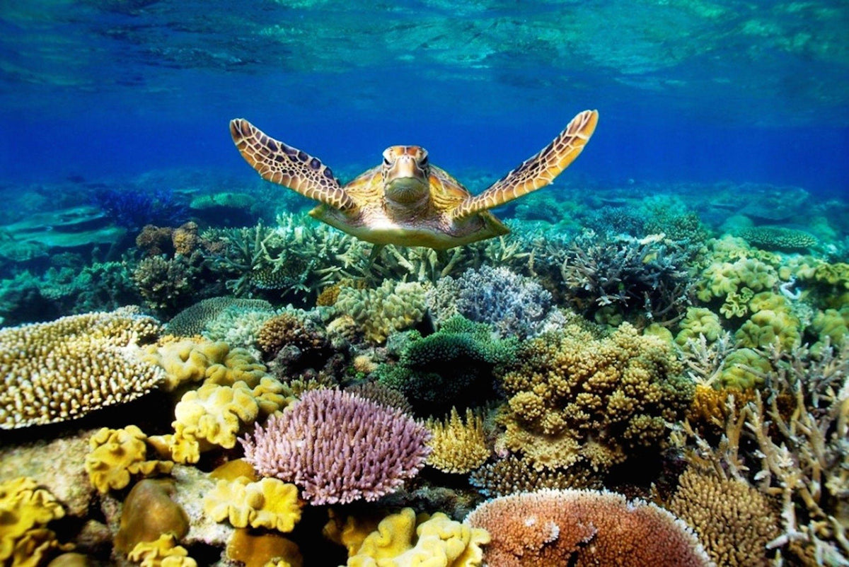 reefsafeaustralia – Reef Safe