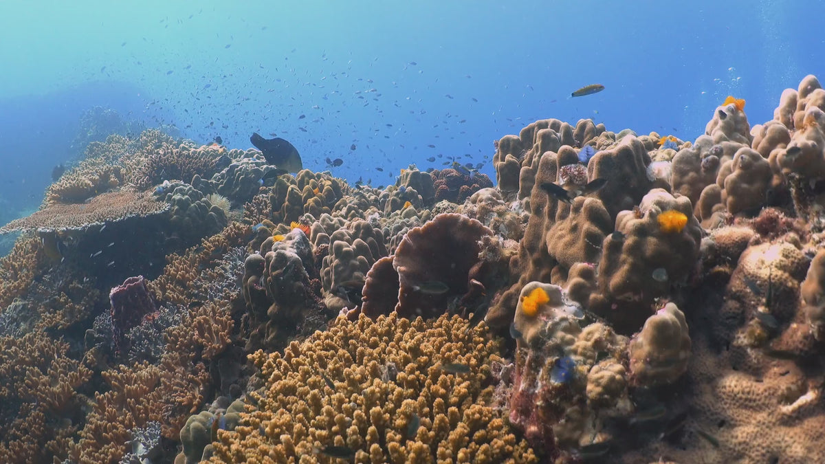 reefsafeaustralia – Reef Safe
